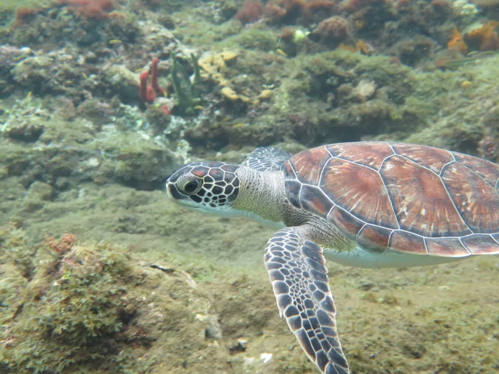 Tortue marine nageant près du fond, parmi les rochers