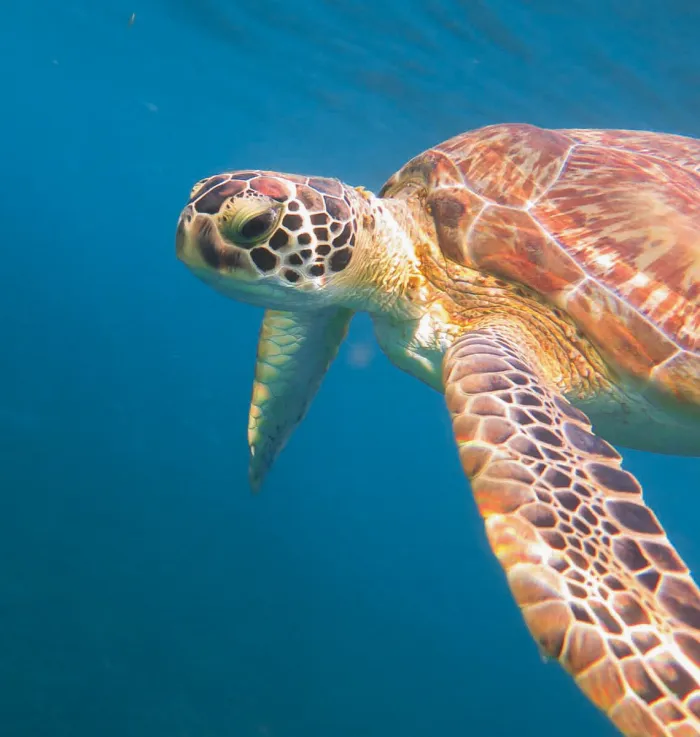 Tortue marine en pleine eau, gros plan