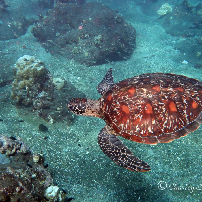 Tortue marine évoluant parmi les fonds rocheux méditerranéens